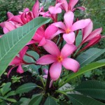 Pink Plumeria 2013